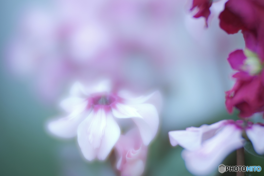 「シクラメンイリュージア」