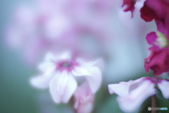 「シクラメンイリュージア」