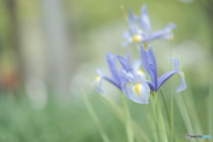 「Iris × hollandica」
