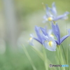 「Iris × hollandica」