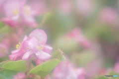 「Begonia」