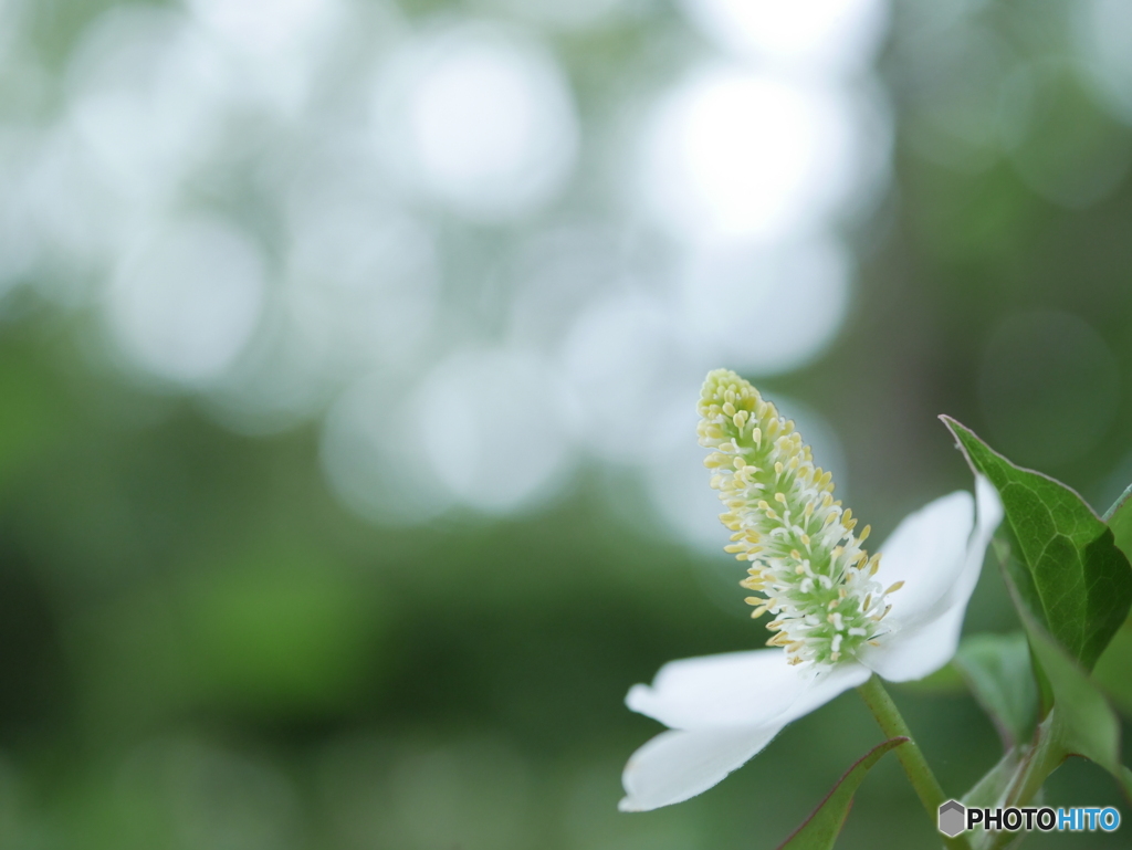 「蕺草」