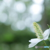 「蕺草」