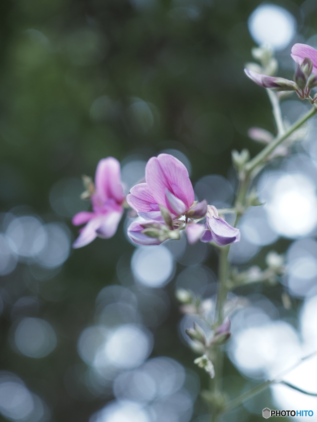 「胡枝花」