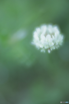 「White clover」