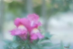 「ドクロになる・・・」