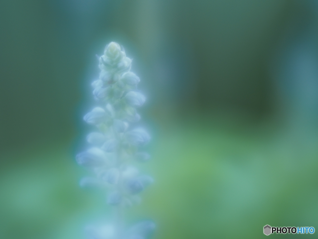 「Blue salvia」