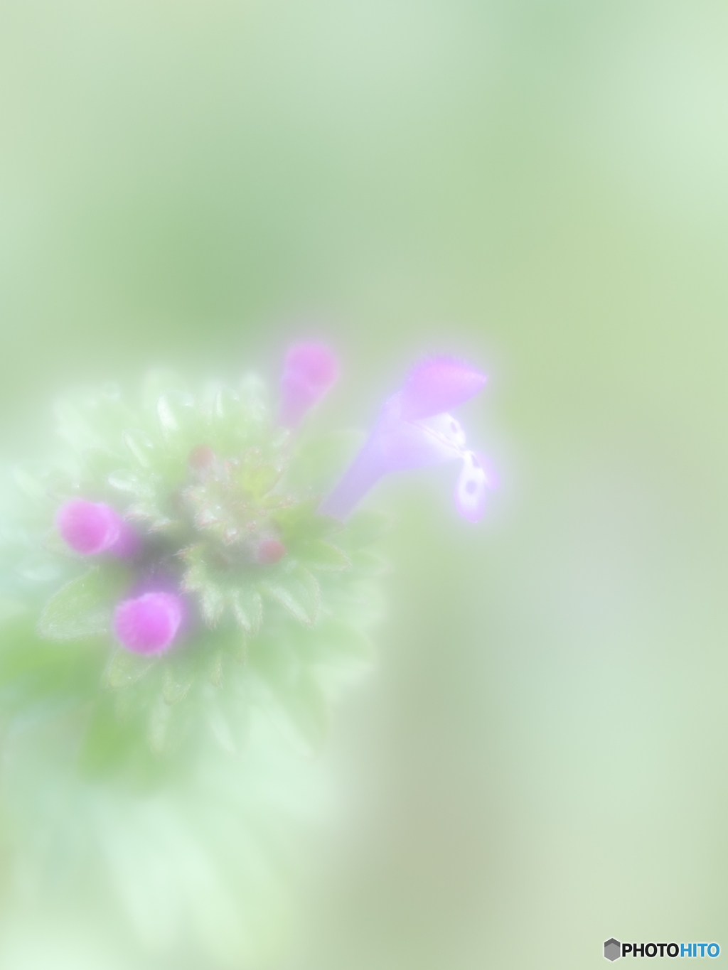「Henbit deadnettle」