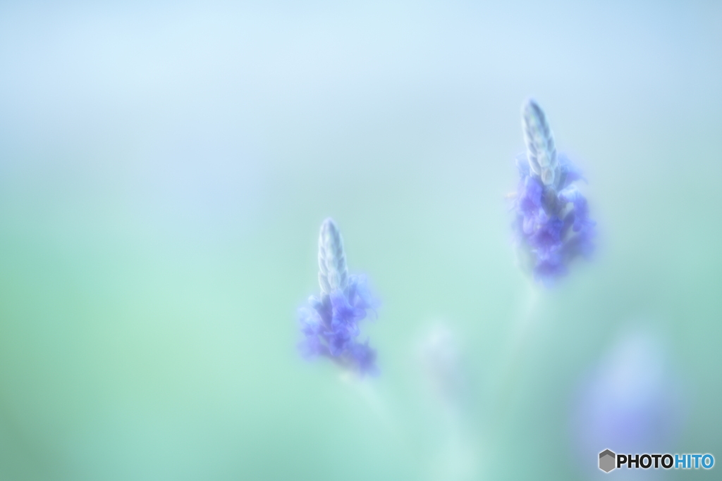 「Fern lavender」