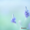 「Fern lavender」
