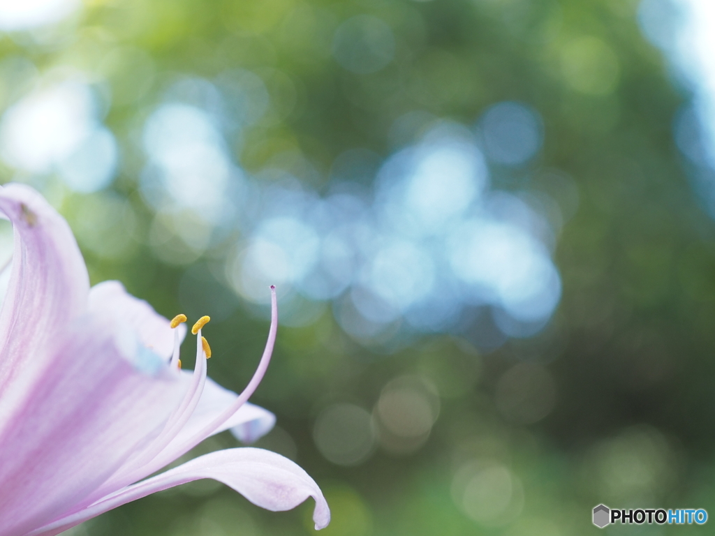 「夏水仙」