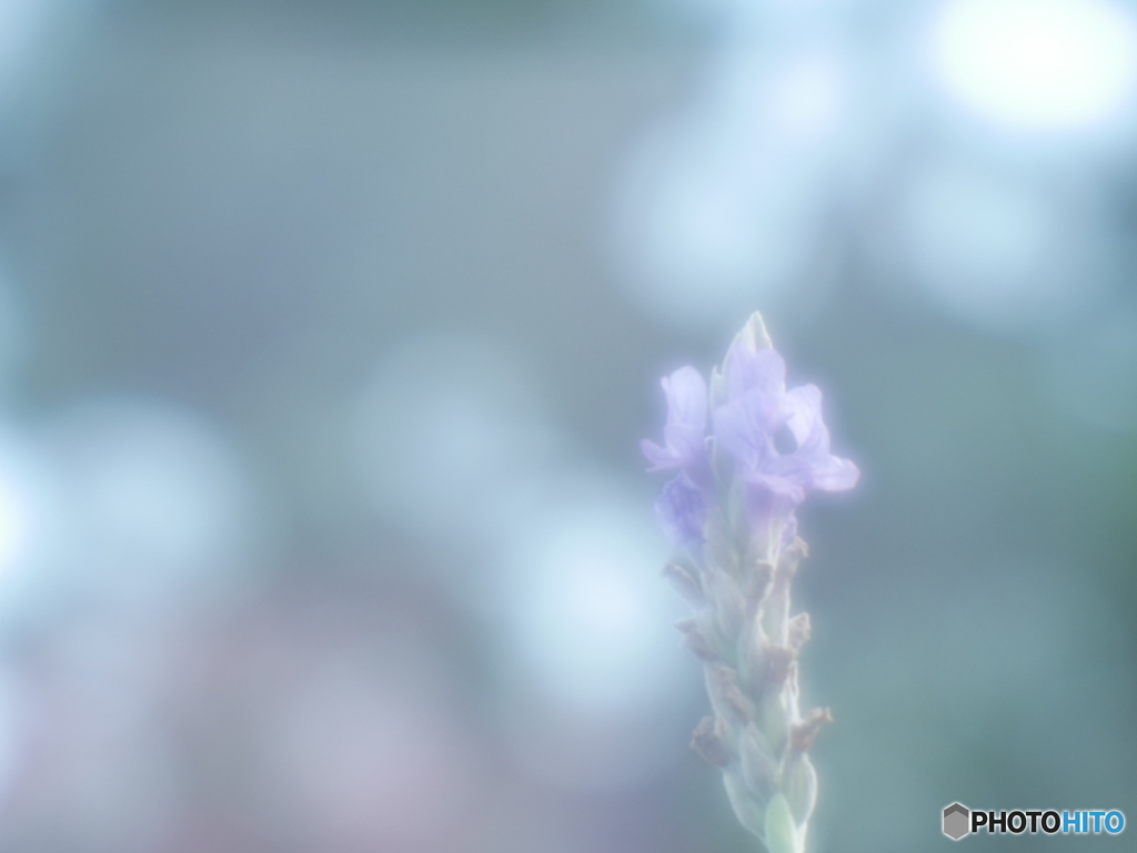 「薫衣草」