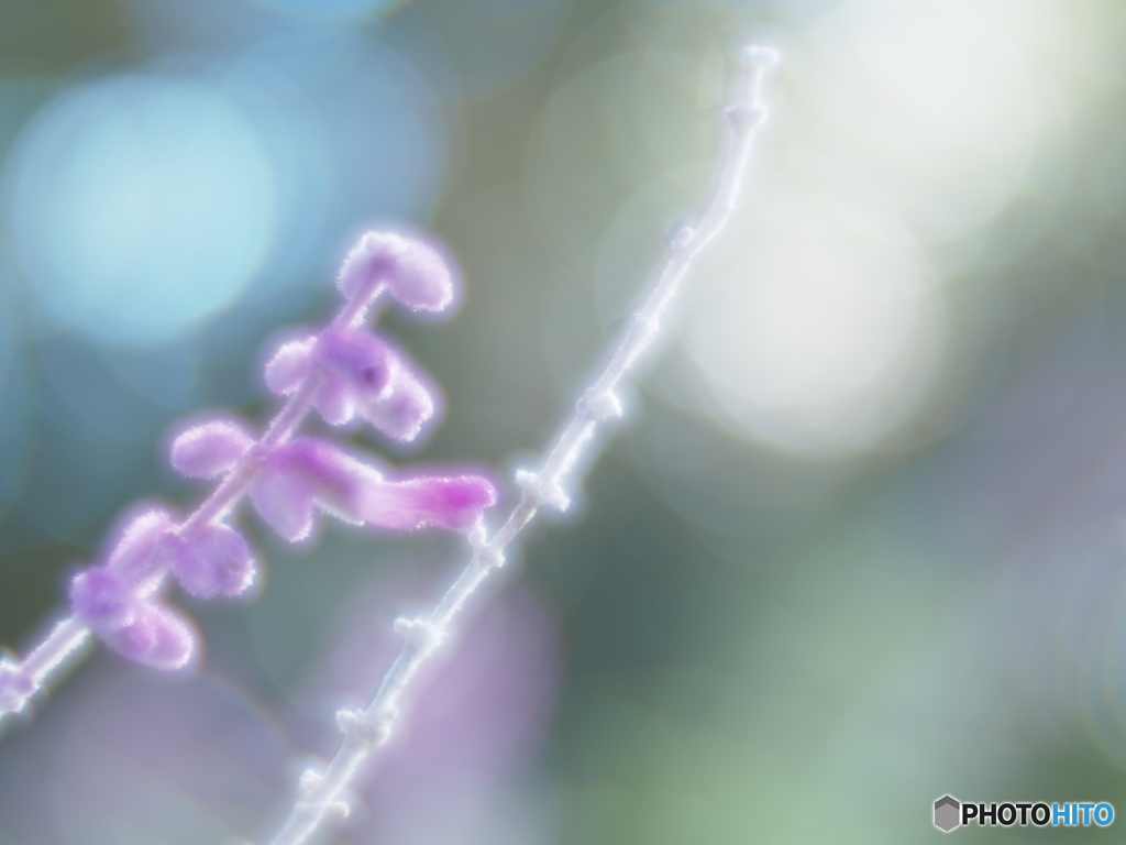 「Salvia leucantha」