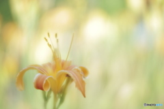 「Hemerocallis」