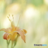 「Hemerocallis」