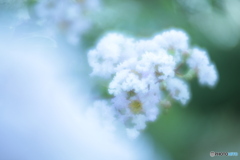 「LPP」