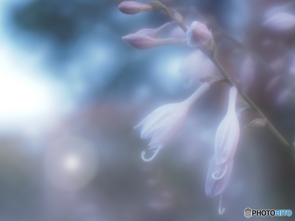 「Hosta」