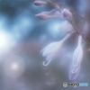 「Hosta」