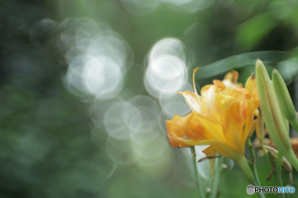 「Orange Daylily」