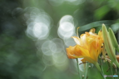 「Orange Daylily」