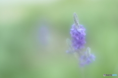 「Lavender」