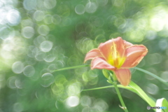 「Hemerocallis」