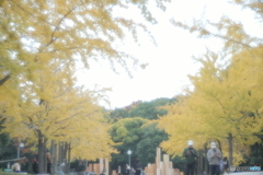 「それぞれの黄葉」