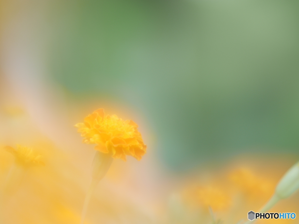 「Marigold」
