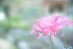 「過日の華」