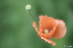 「＊」
