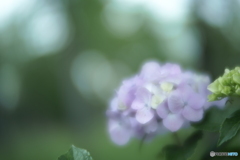 「水無月の華」