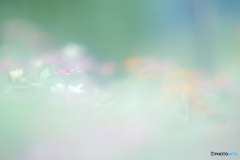 「Zinnia」