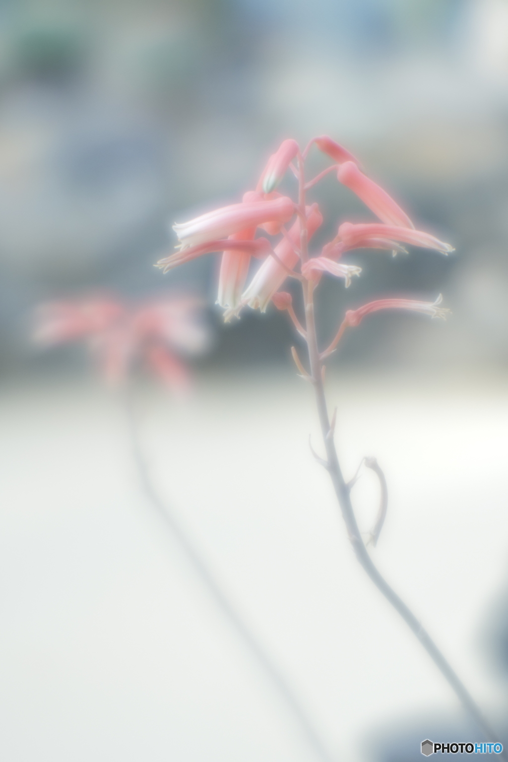 「アロエ フラミンゴ」