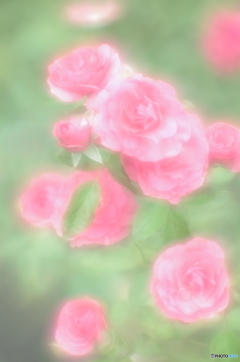「薔薇は美しく散る」