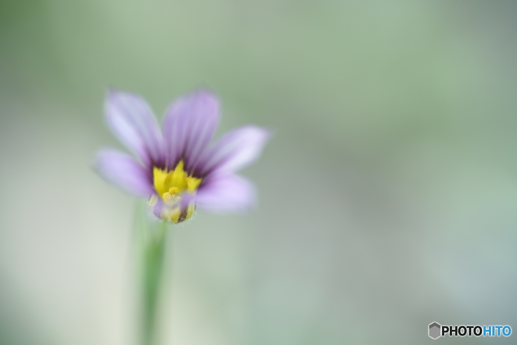 「庭石菖」
