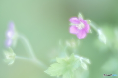 「ゲンノショウコ」