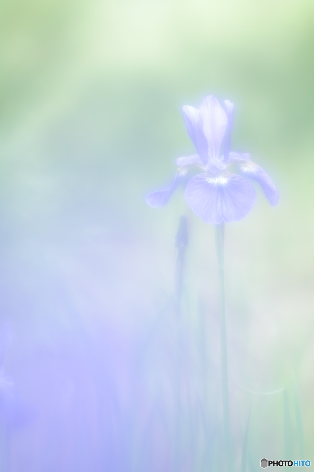 「Siberian iris」