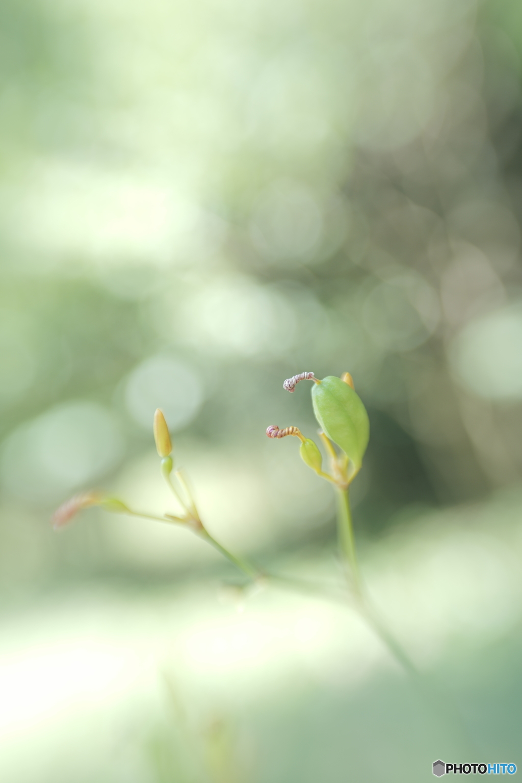 「ぬばたま」
