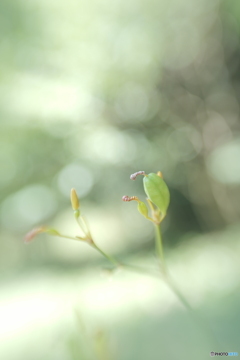 「ぬばたま」