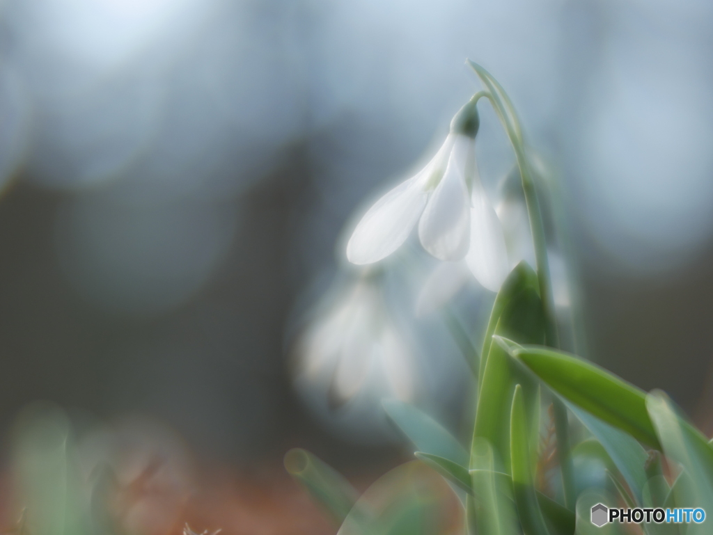 「Snowdrop」