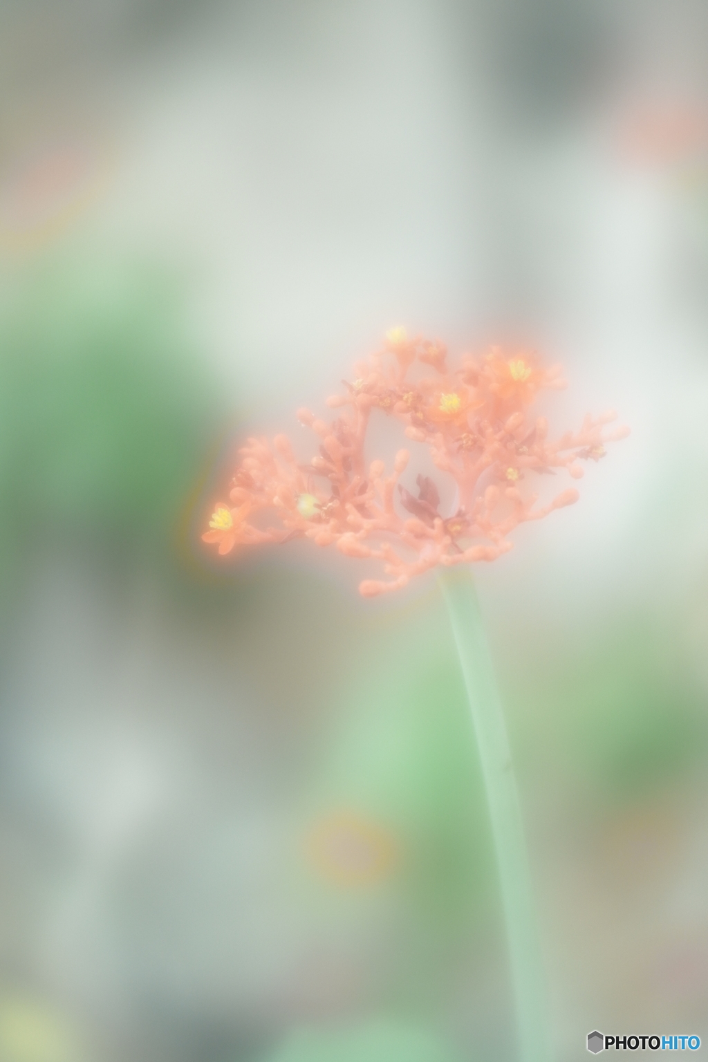 「サンゴアブラギリ」