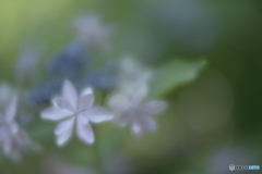「プライマル」