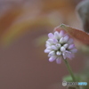「Polygonum」