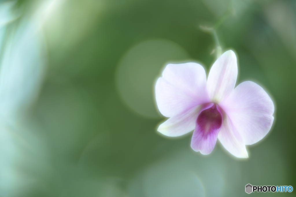 「デンドロビウム・ファレノプシス」