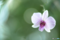 「デンドロビウム・ファレノプシス」