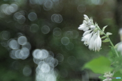 「Hosta」