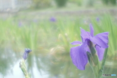 「思慕」