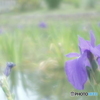 「思慕」