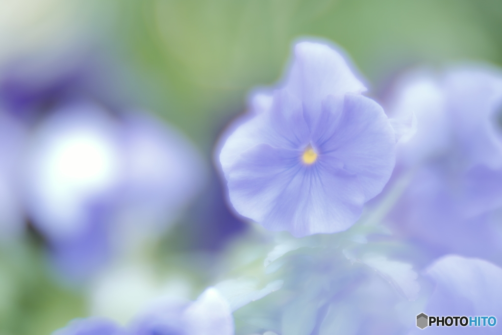 「Viola」