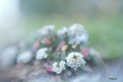 「Sweet alyssum」